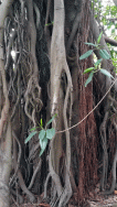 botanic-gdns-fig-trunk1